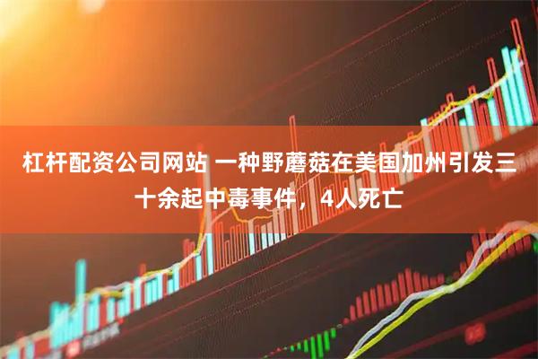 杠杆配资公司网站 一种野蘑菇在美国加州引发三十余起中毒事件，4人死亡