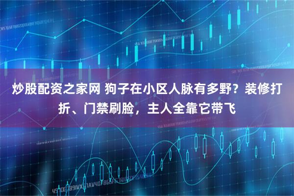 炒股配资之家网 狗子在小区人脉有多野？装修打折、门禁刷脸，主人全靠它带飞